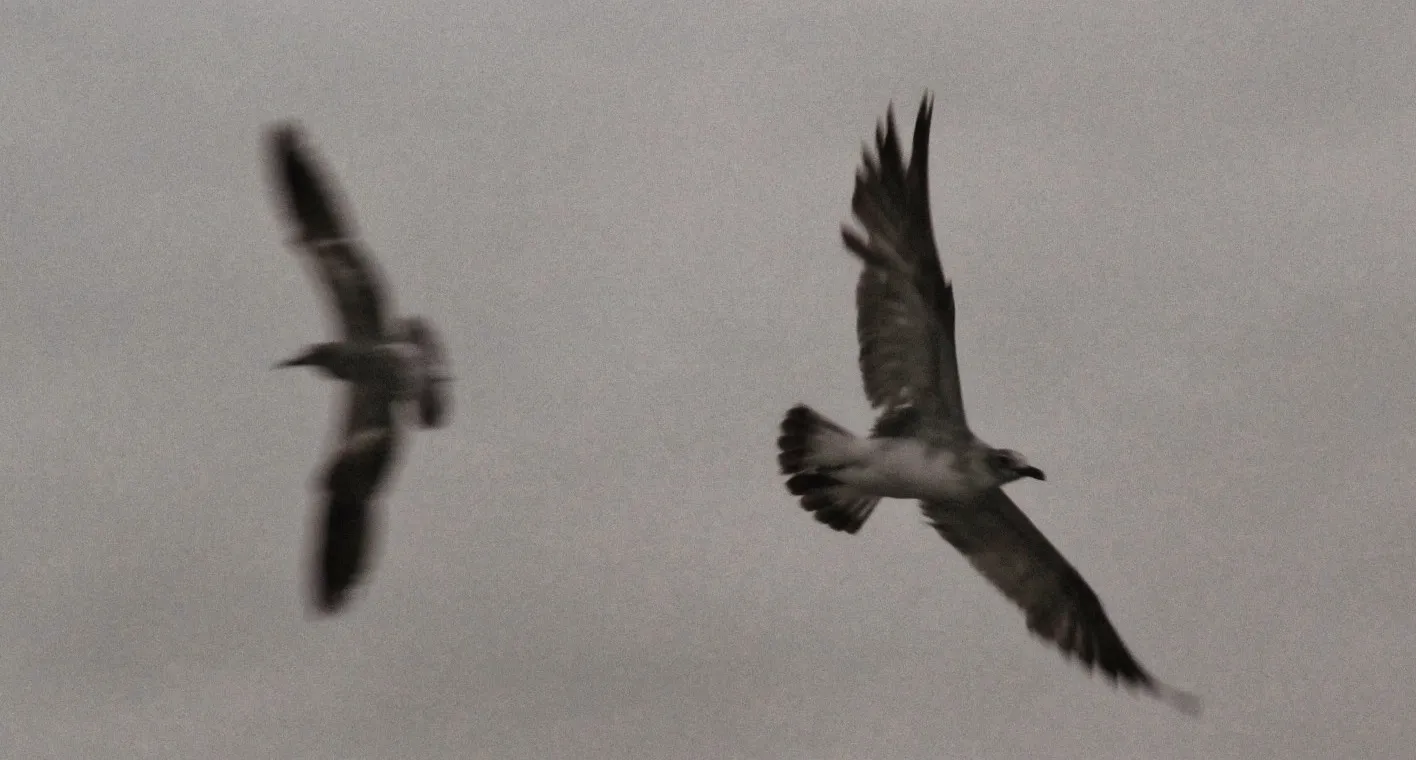 gaviotas