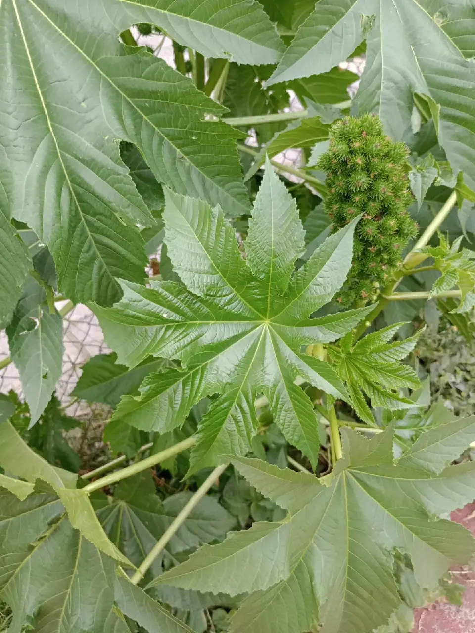Ricinus communis plant